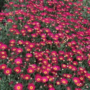 Argyranthemum Frutescens - Eenjarige margriet