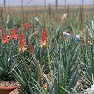 Aloe Spinosissima