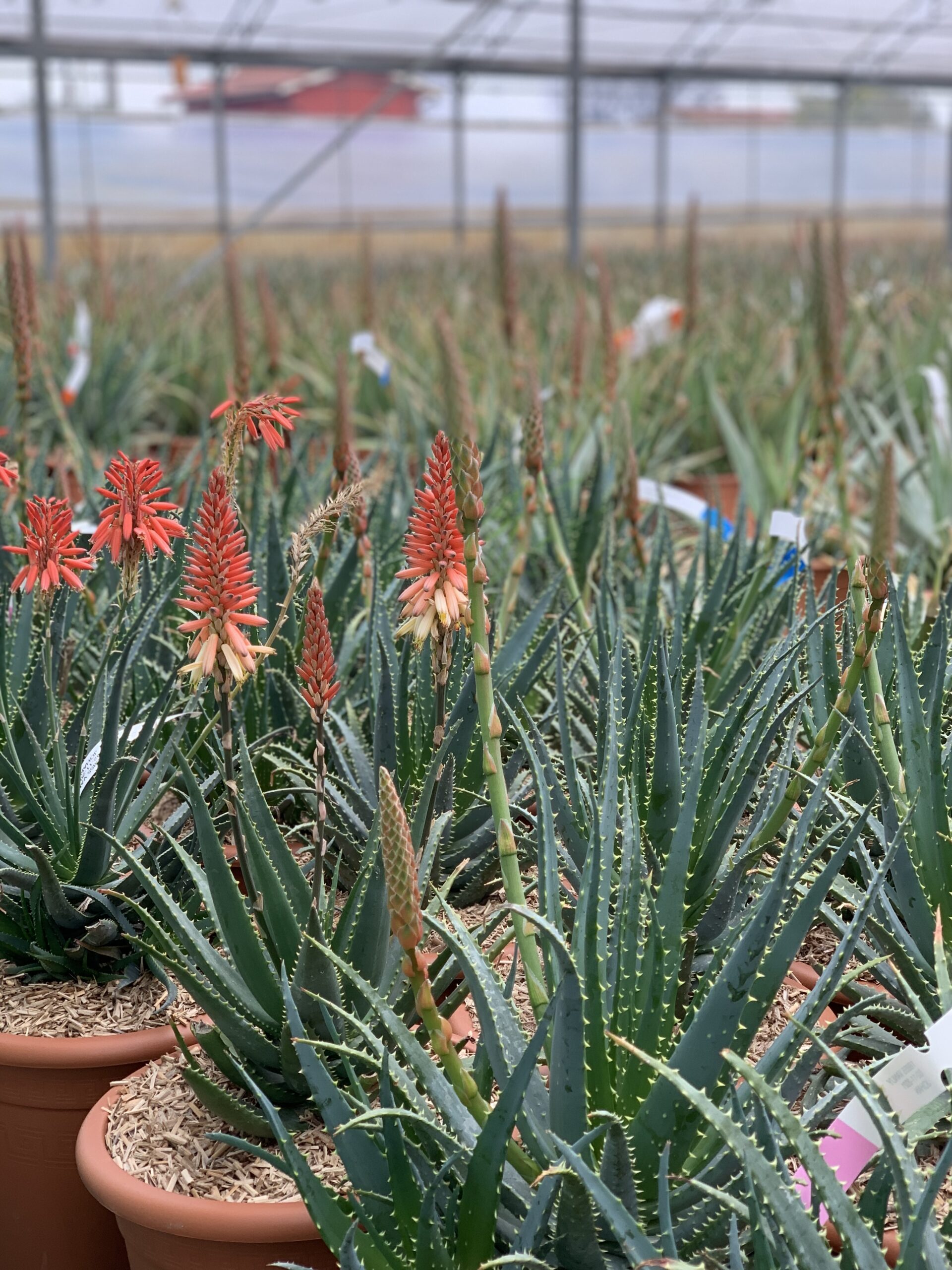 Aloe Spinosissima