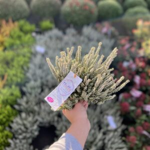 Calluna - Erika 'fluffy' grijs