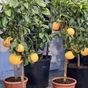 Citrus Paradisi - Pompelmoes 115cm