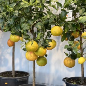 Citrus Paradisi - Pompelmoes 140cm
