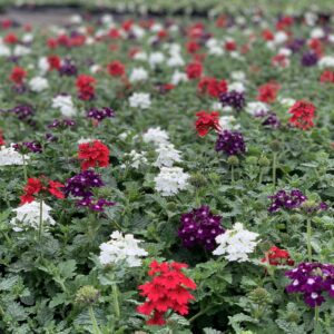 Verbena TRIO