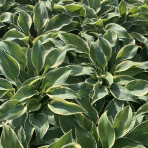 Hosta - Hartlelie