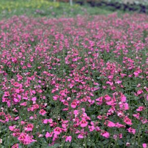 Diascia