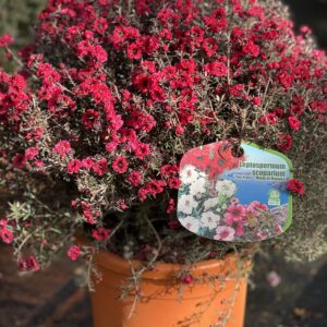 Leptospermum - Tea Tree struik groot