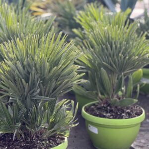 Chamaerops Humilis Vulcano