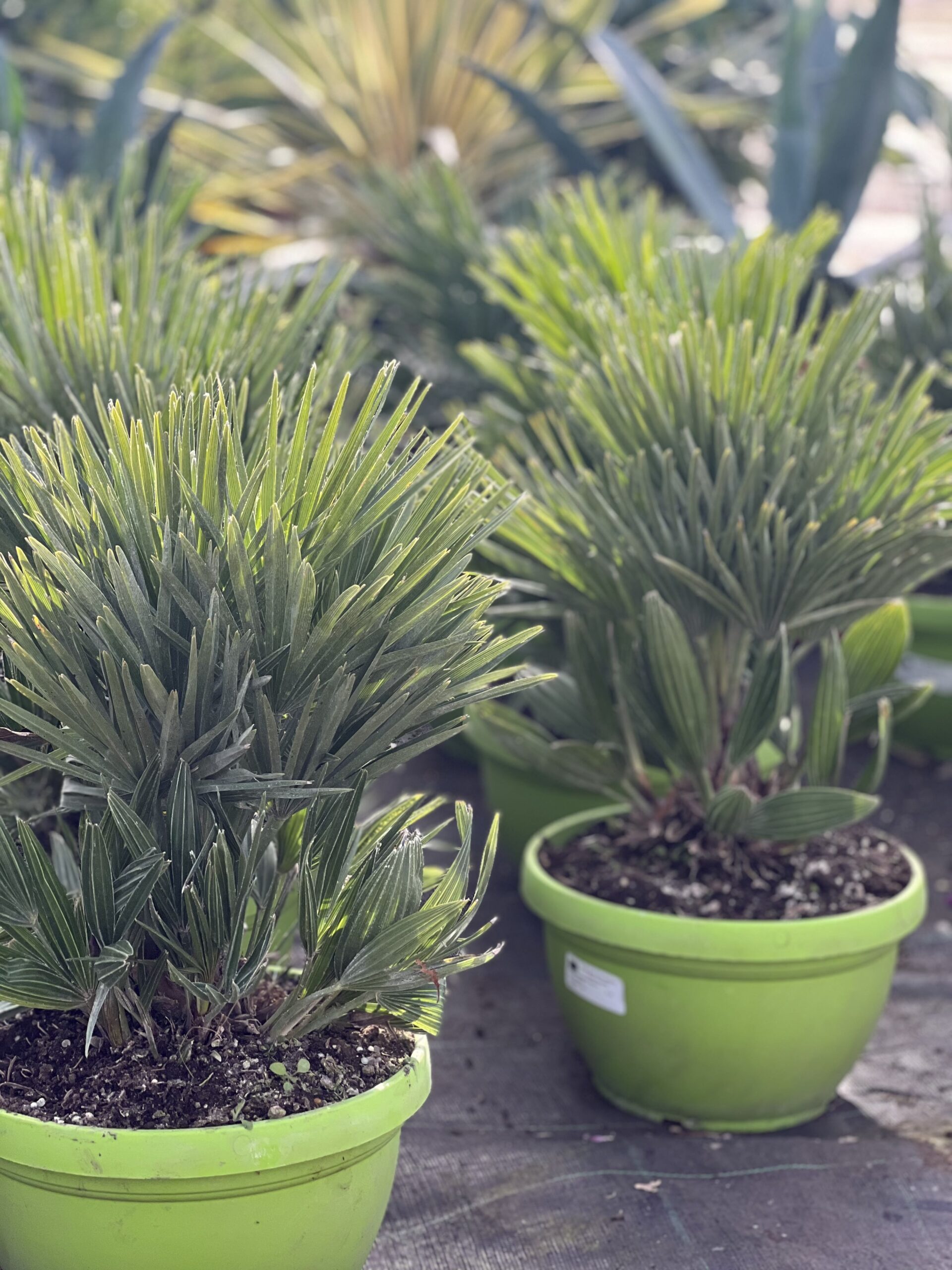 Chamaerops Humilis Vulcano