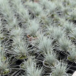 Festuca Glauca - Blauw schapengras