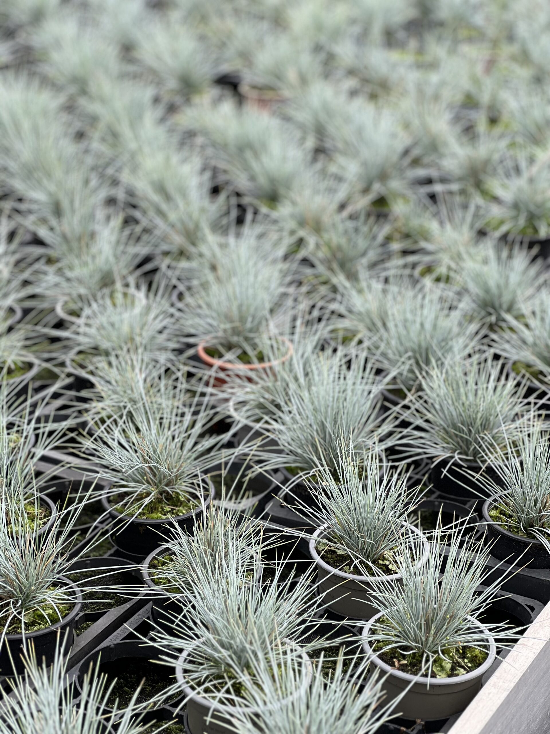 Festuca Glauca - Blauw schapengras