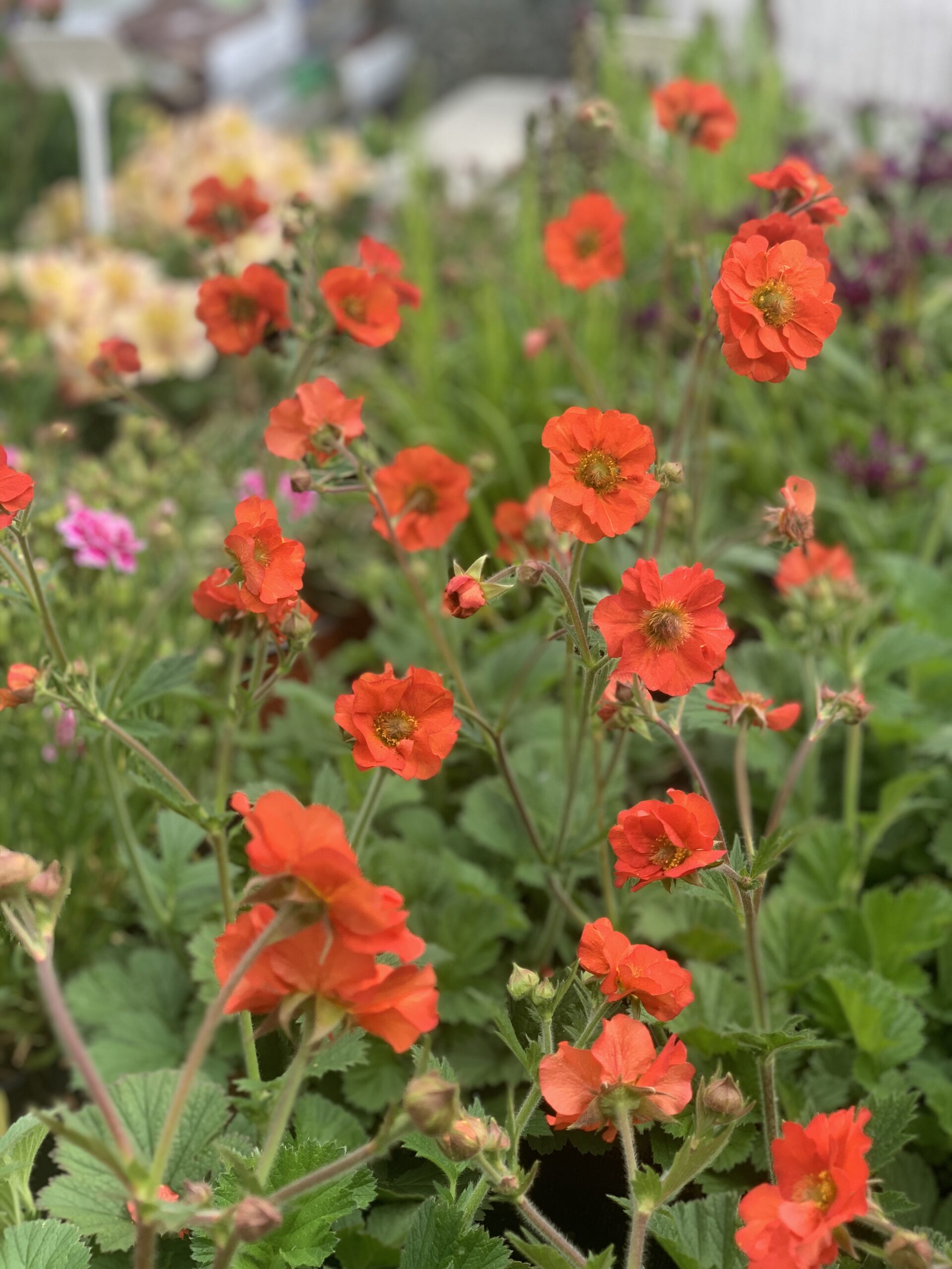Geum - Nagelkruid - Image 4