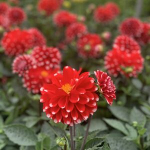 Dahlia XL pot 15
