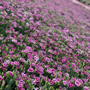 Dianthus Pink Kisses