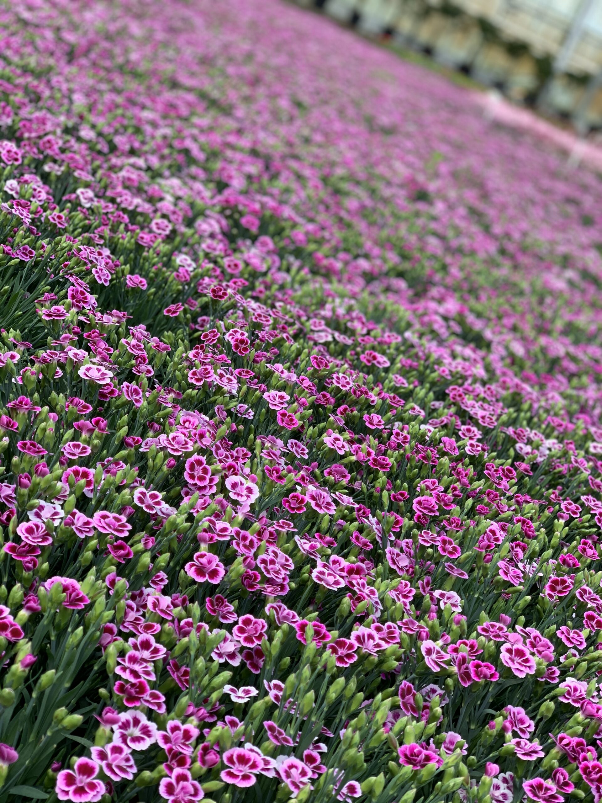 Dianthus Pink Kisses