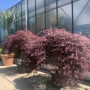 Acer Palmatum Dissectum Inaba Shidare 165cm H 200cm B