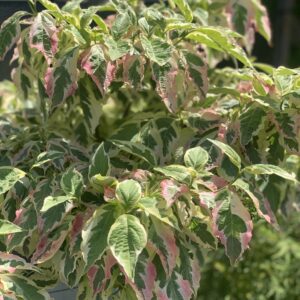 Cornus Florida Cherokee Daybreak