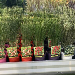 Cytisus - Brem