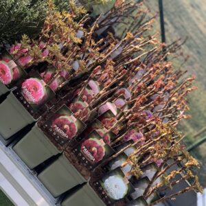 Paeonia Suffruticosa - Heesterpioen - Boompioen pot 14