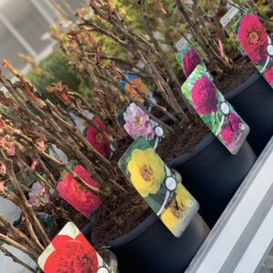 Paeonia Suffruticosa - Heesterpioen - Boompioen pot 21