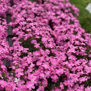 Saponaria Ocymoides