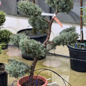 Juniperus Bonsai Toscane