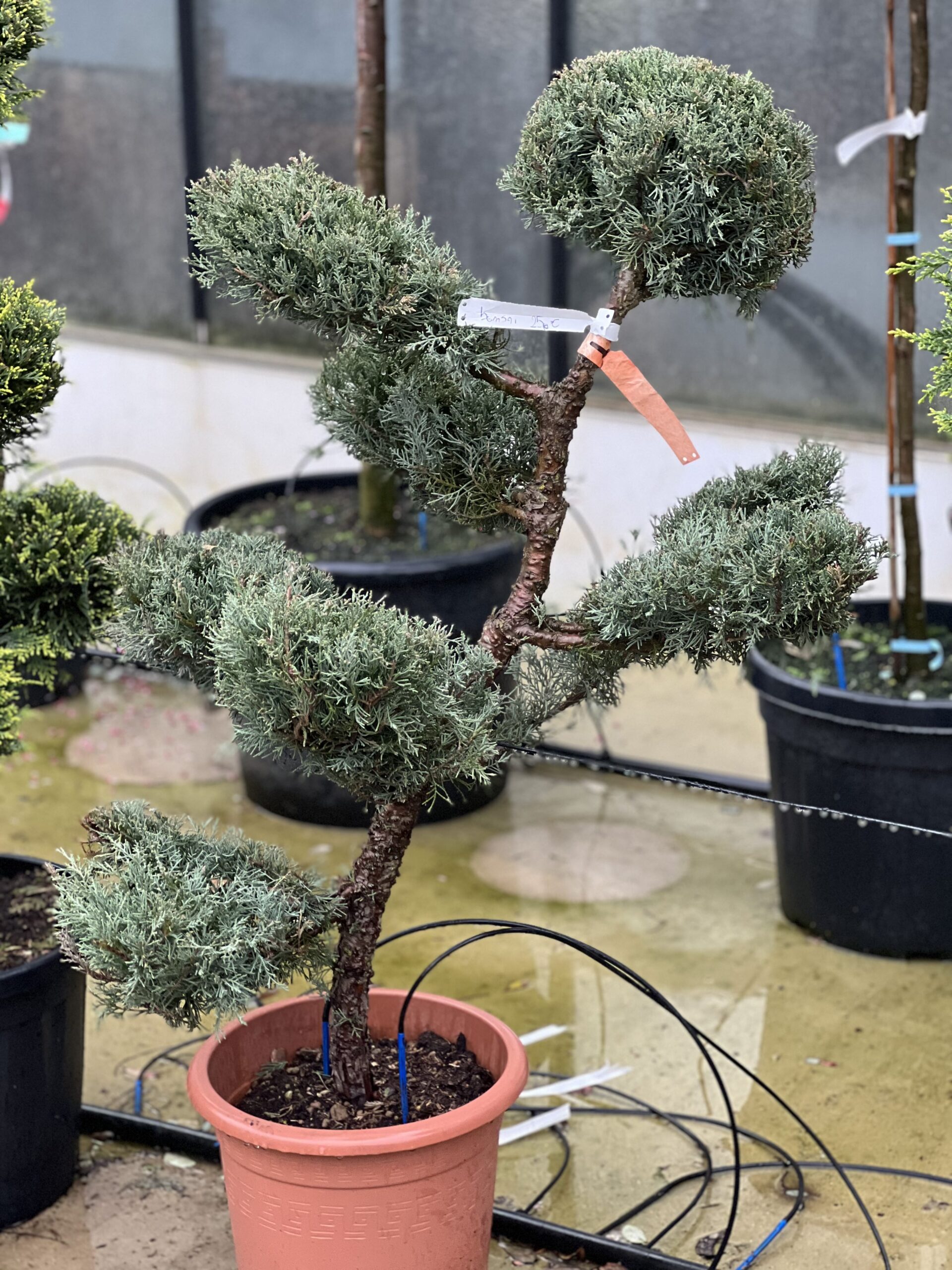 Juniperus Bonsai Toscane