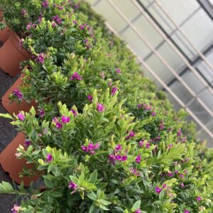 Polygala Myrtifolia