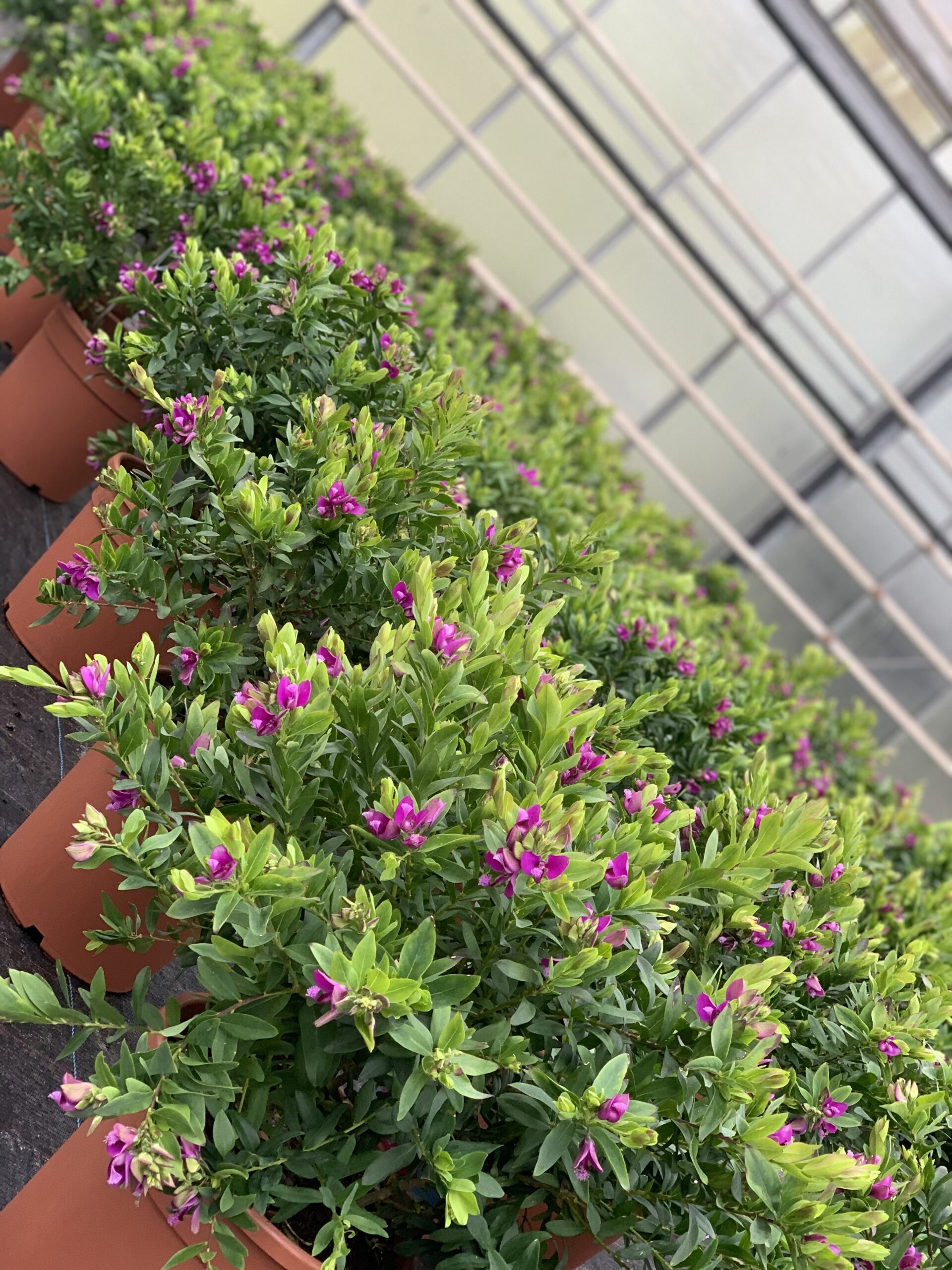 Polygala Myrtifolia