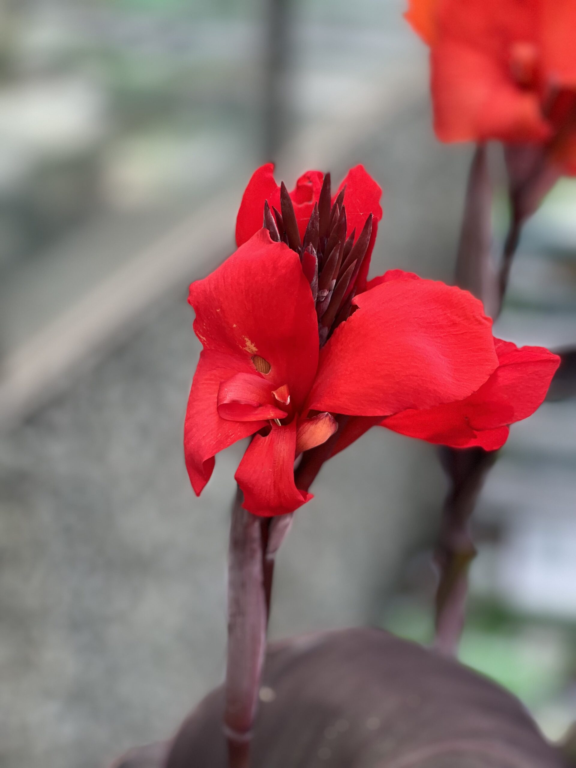 Canna - Cannova Serie - Image 5