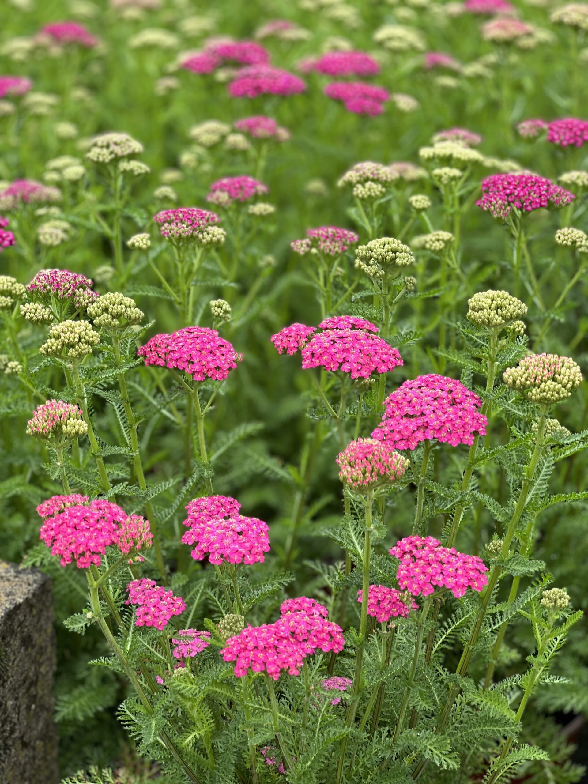 Achillea Millefolium Tutti Frutti pot 17 - Duizendblad - Image 4