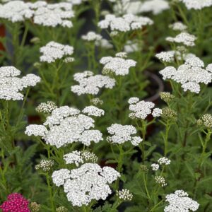 Achillea Millefolium Tutti Frutti pot 17 - Duizendblad