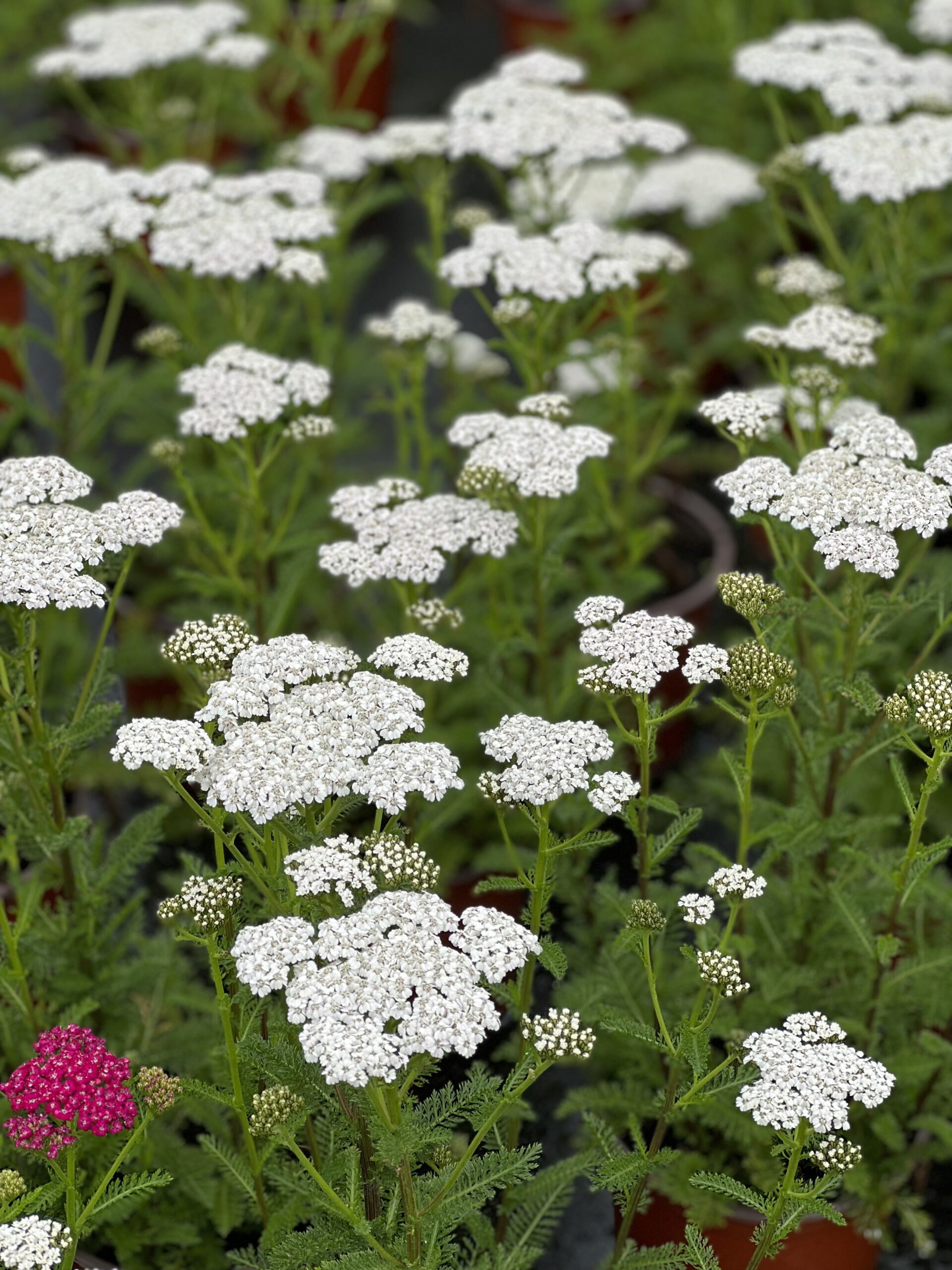 Achillea Millefolium Tutti Frutti pot 17 - Duizendblad