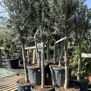 Olea Europaea - Winterharde olijfboom 200 cm