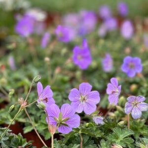 Ooievaarsbek - Geranium Azure Rush