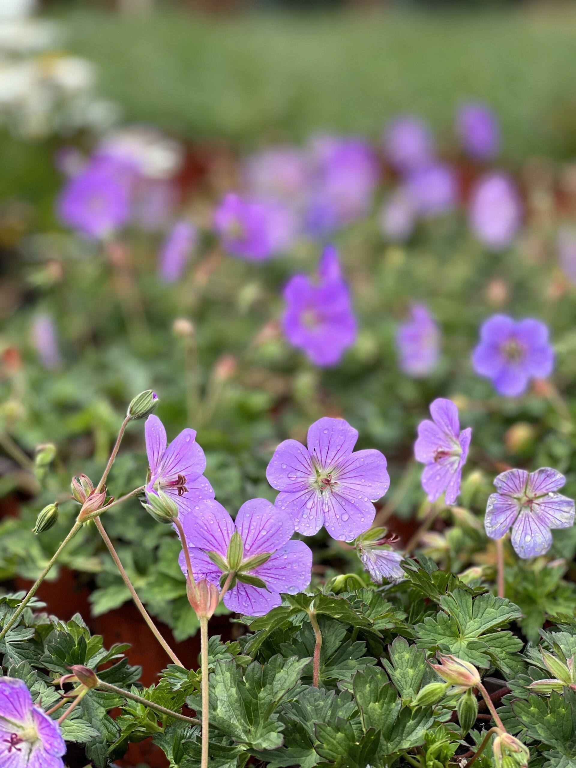 Ooievaarsbek - Geranium Azure Rush