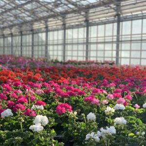 Geranium - Pelargonium Zonale