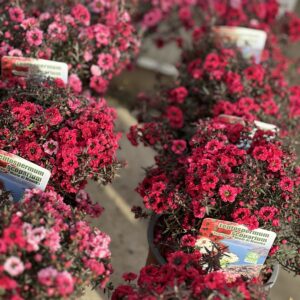 Leptospermum - Tea Tree struik klein