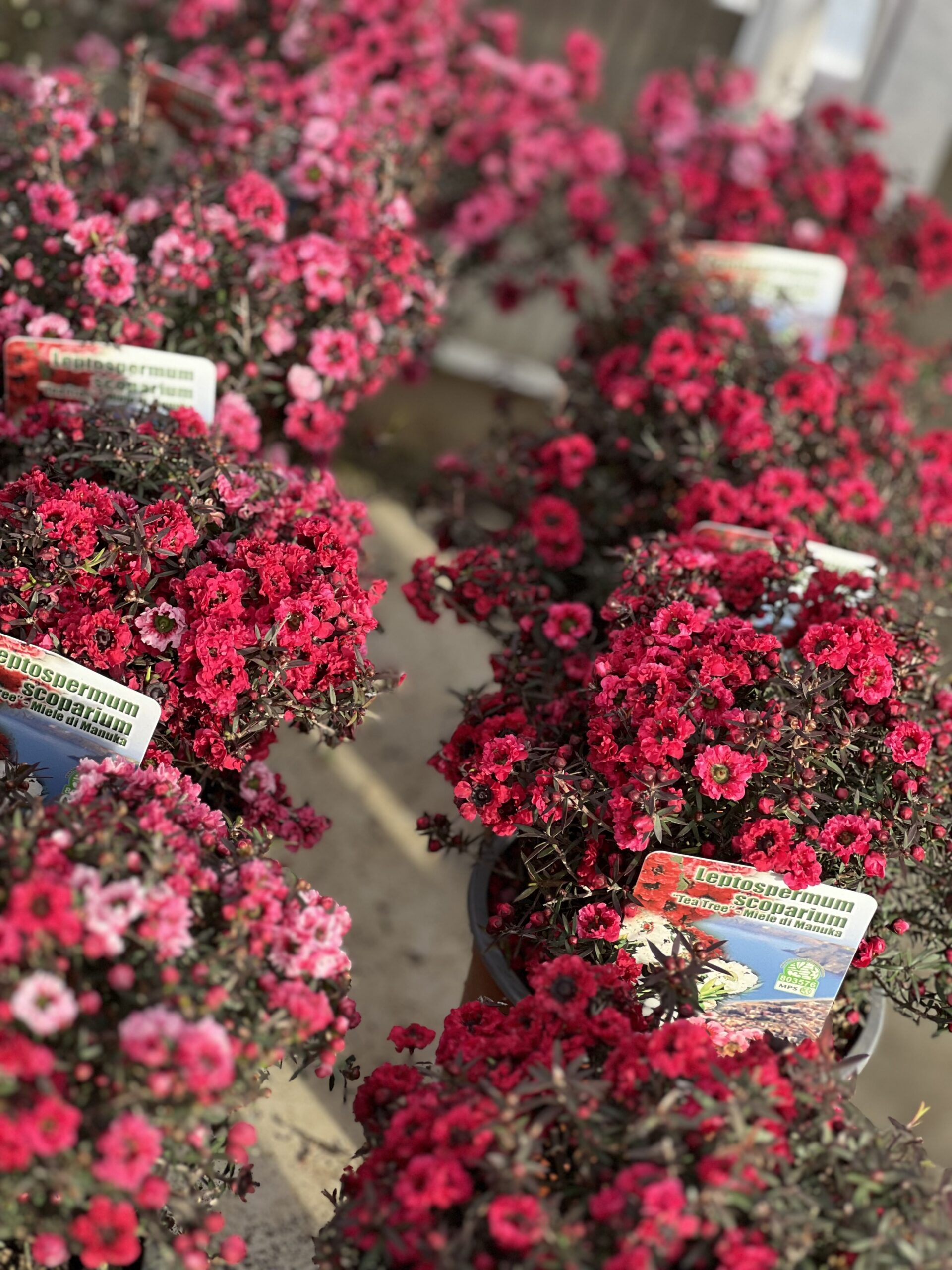 Leptospermum - Tea Tree struik klein