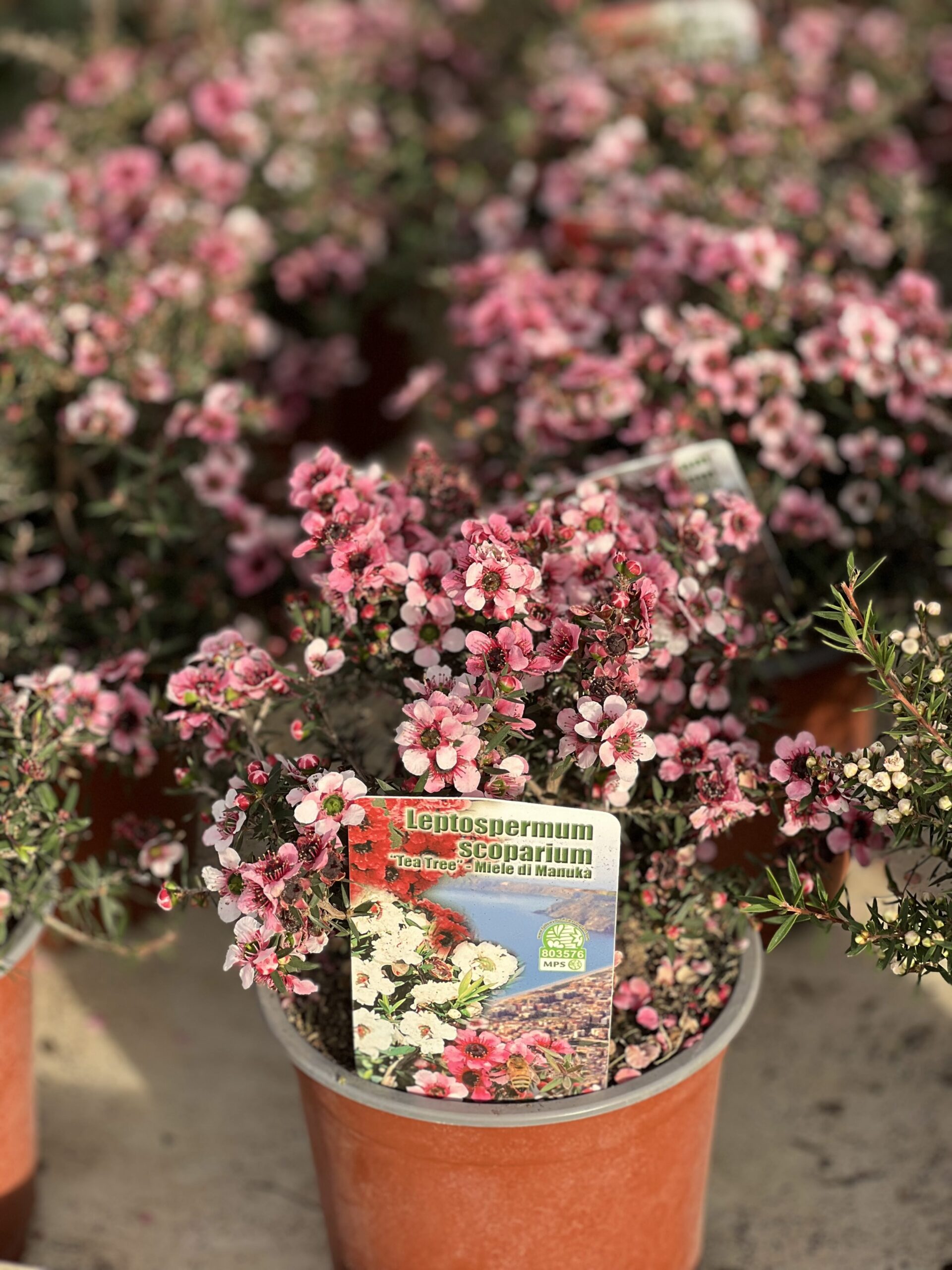Leptospermum - Tea Tree struik klein - Image 2