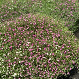 Gypsophila MIX - gipskruid gemengd