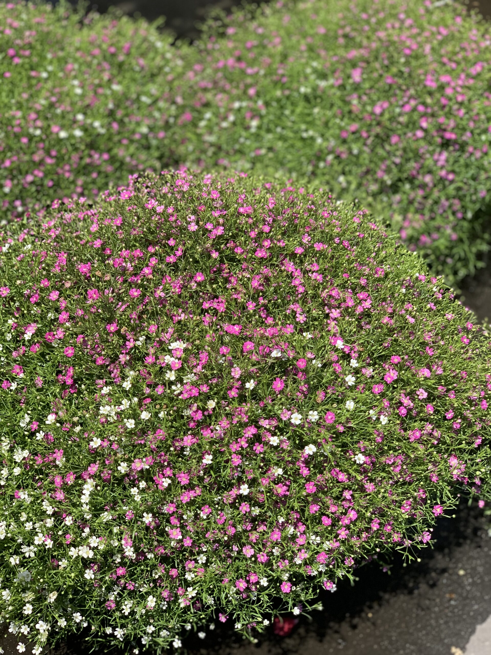 Gypsophila MIX - gipskruid gemengd