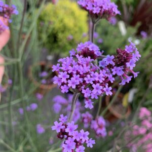 Verbena Bonariensis - Ijzerhard
