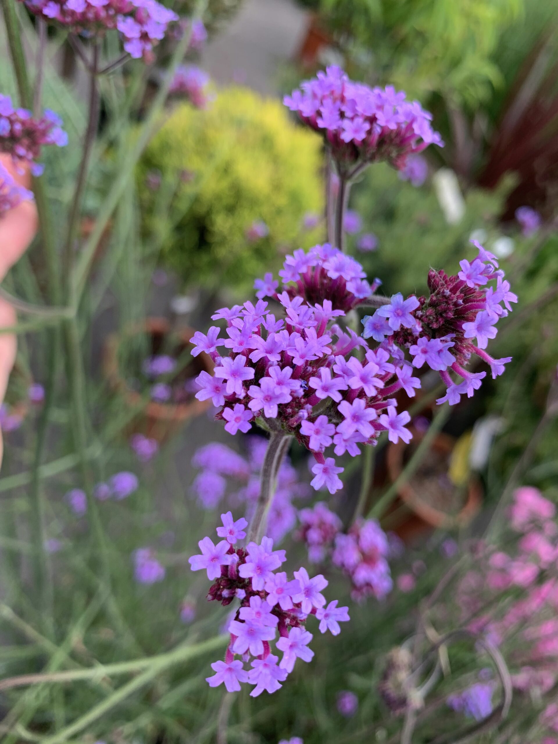 Verbena Bonariensis - Ijzerhard