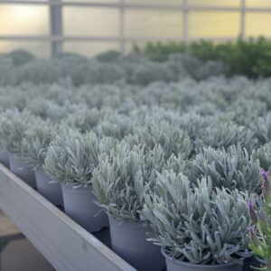 Lavendel