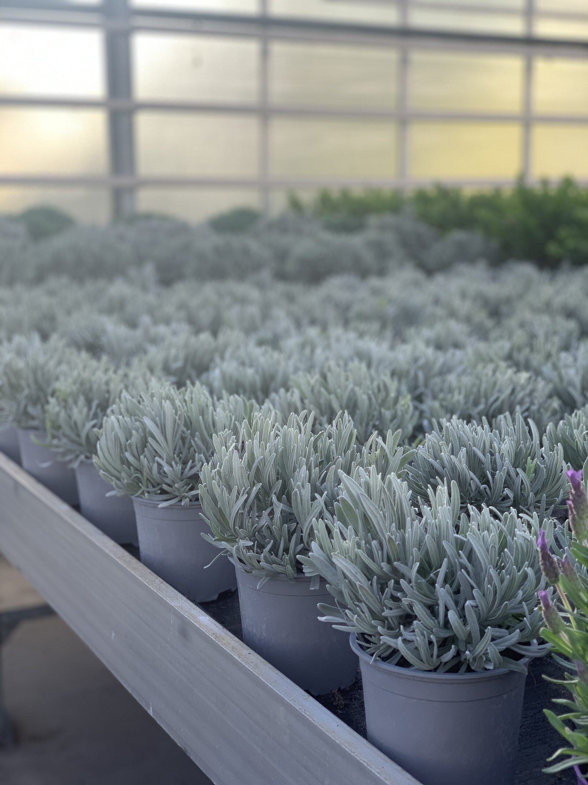 Lavendel