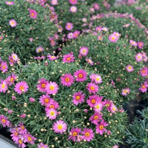 Struikmargriet - Argyranthemum frutescens