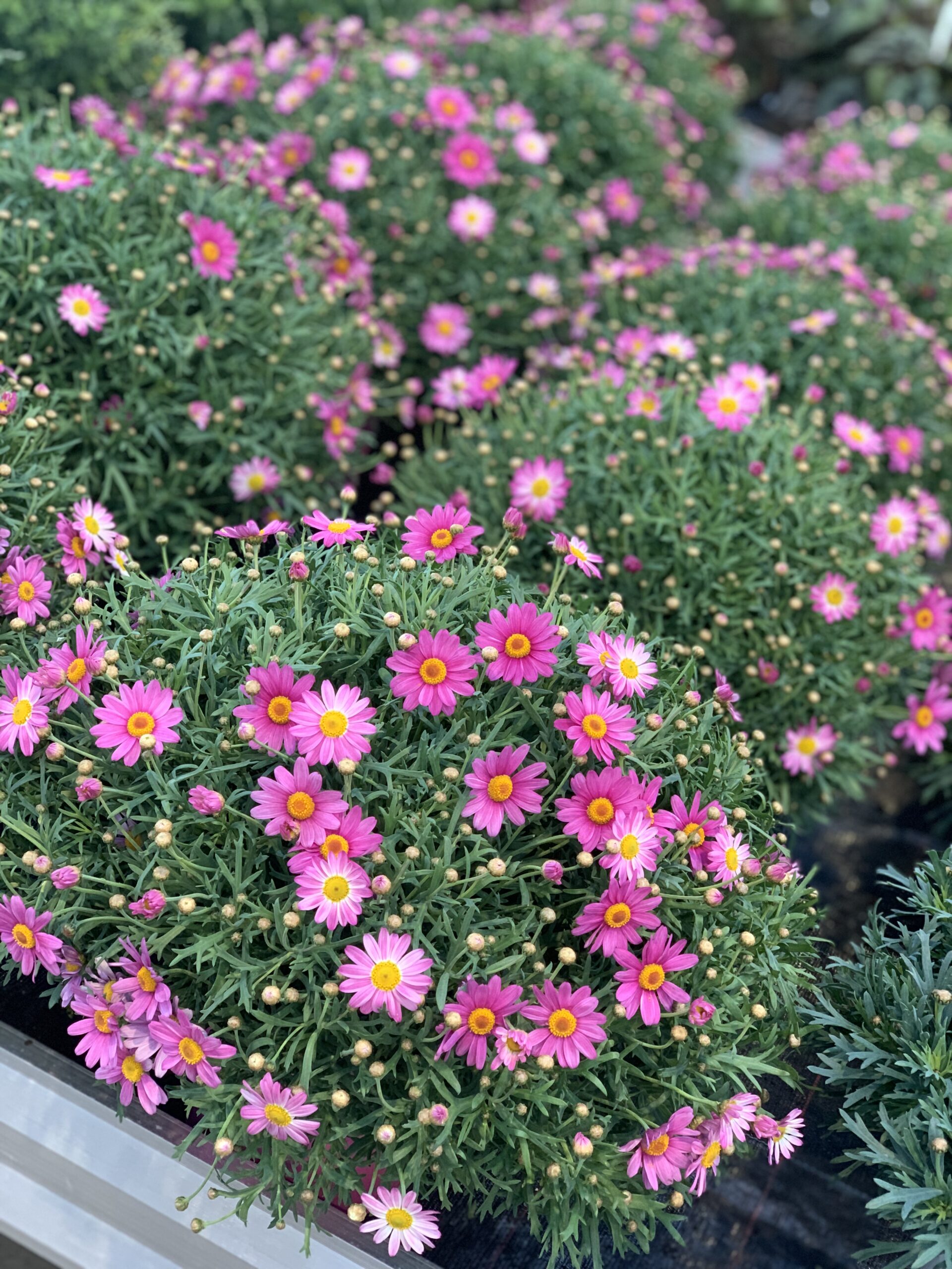 Struikmargriet - Argyranthemum frutescens