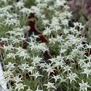 Leontopodium alpinum - Edelweiss
