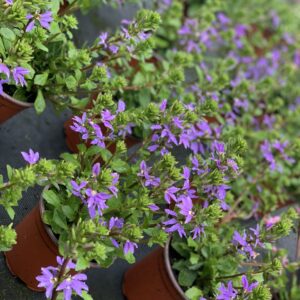 Scaevola