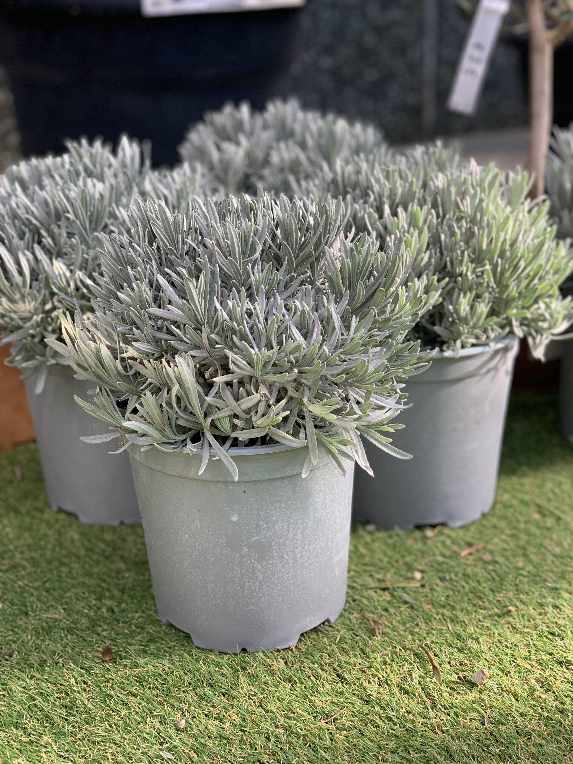 Lavendel - Image 2